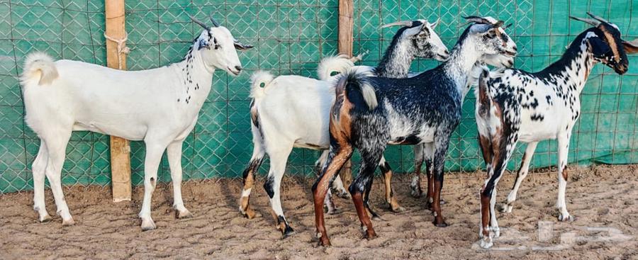 Jafar with Foaher Babshi from Joram has been sold63772425133569111