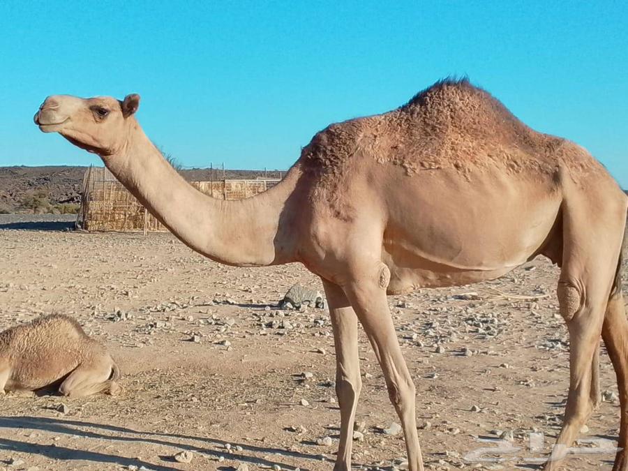 ناقه مهجنه معزول عنها ثنوها الاب شاهين يام بعير منتج الأم63766143090945110