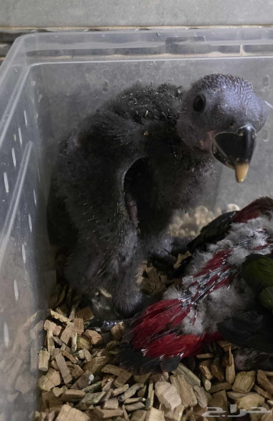 Female Cactus Conure Parrot Chick (Sold)63769323423490111