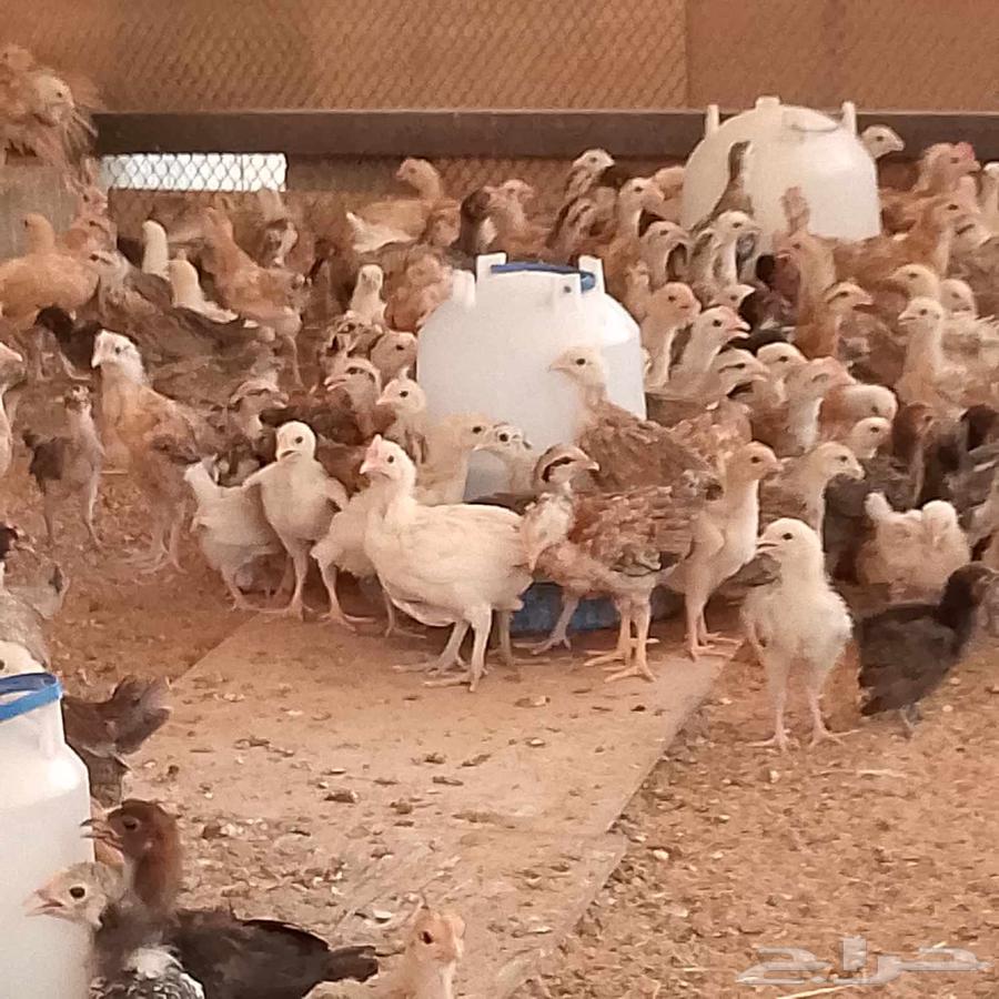 Offer until stock lasts, age two months and twenty days, quantity 200 pieces, 8 Riyals per piece63724576782465110