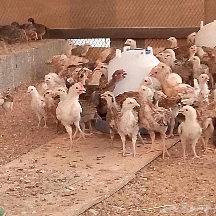 Offer until stock lasts, age two months and twenty days, quantity 200 pieces, 8 Riyals per piece63724576782465112