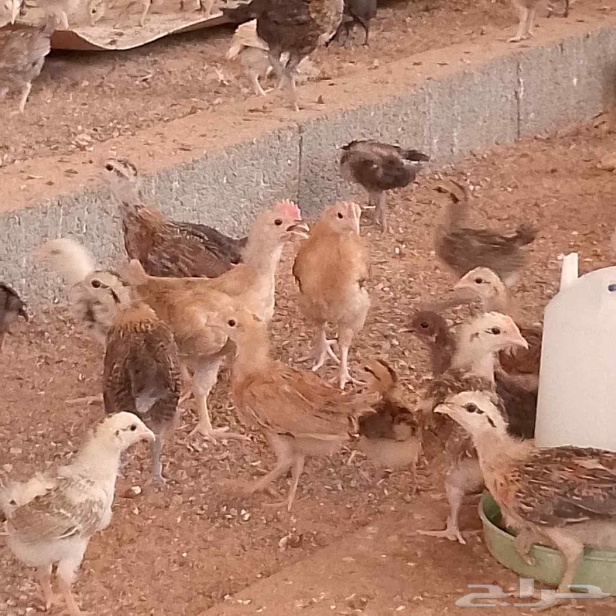 Offer until stock lasts, age two months and twenty days, quantity 200 pieces, 8 Riyals per piece63724576782465111