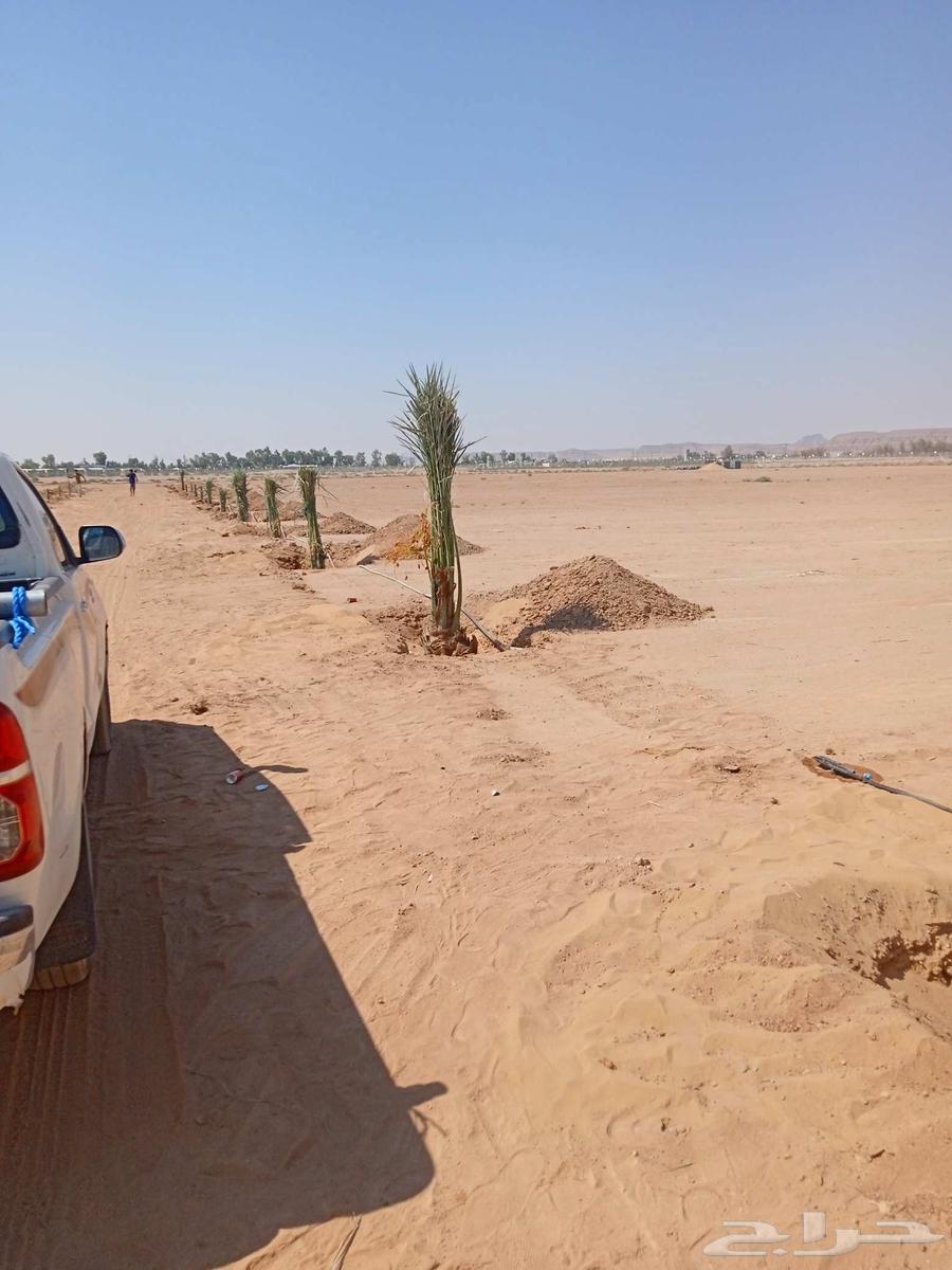 Palm trees for sale, all types of Angheel63765747729794112