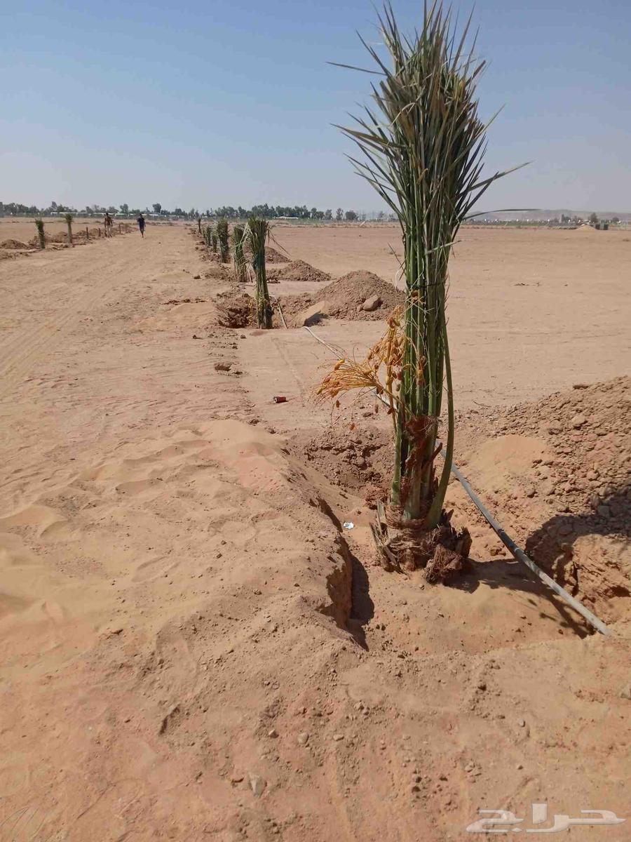 Palm trees for sale, all types of Angheel63765747729794110