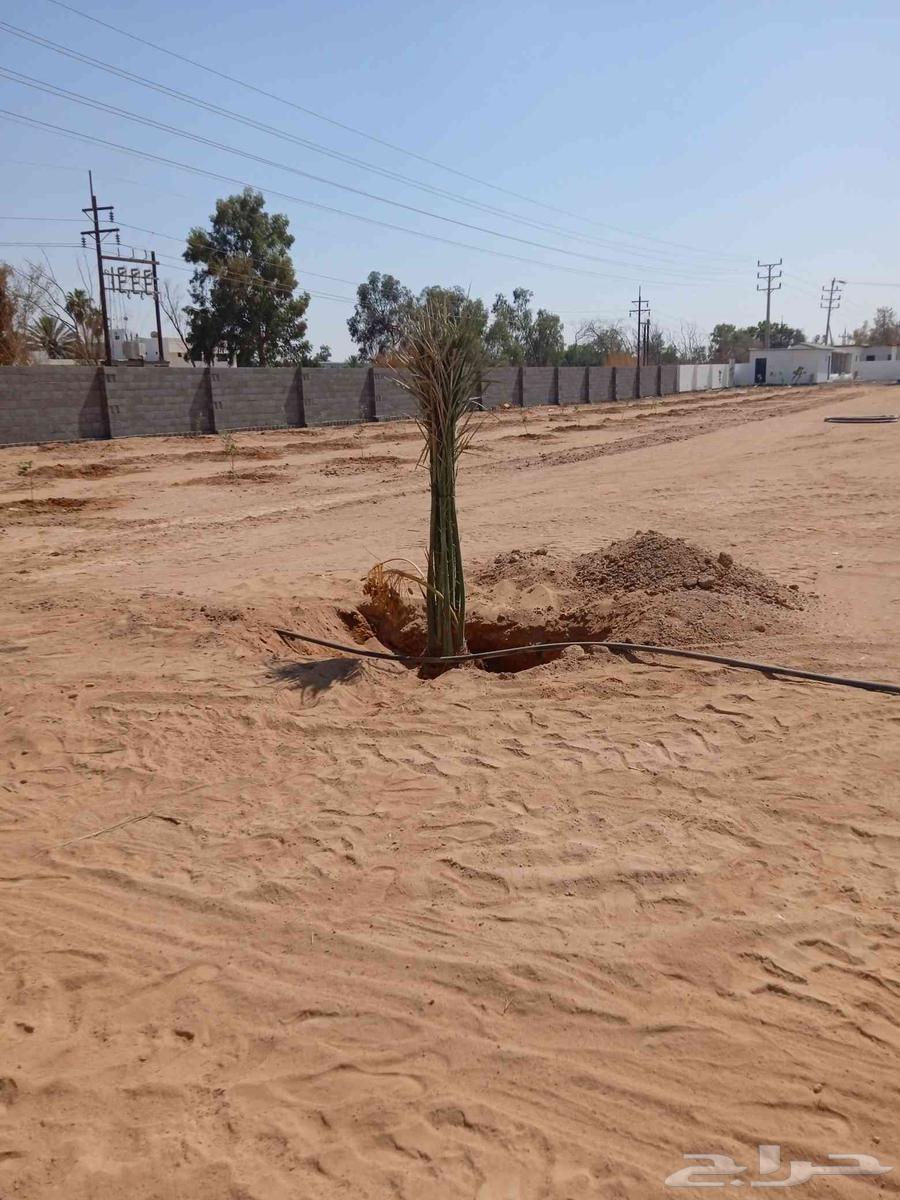 Palm trees for sale, all types of Angheel63765747729794113