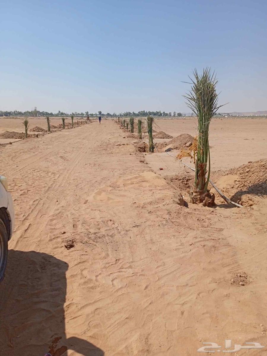 Palm trees for sale, all types of Angheel63765747729794111