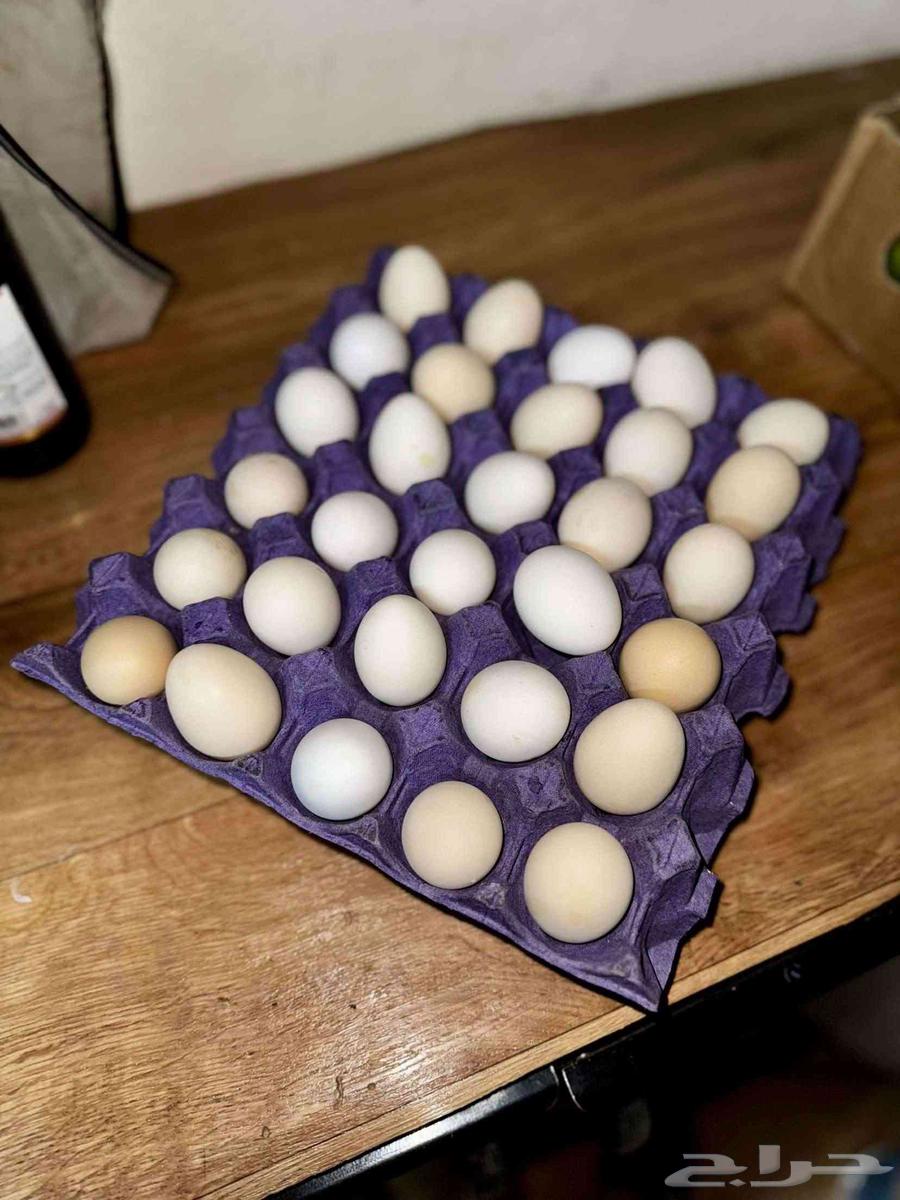 بيض بلدي63764669226115112