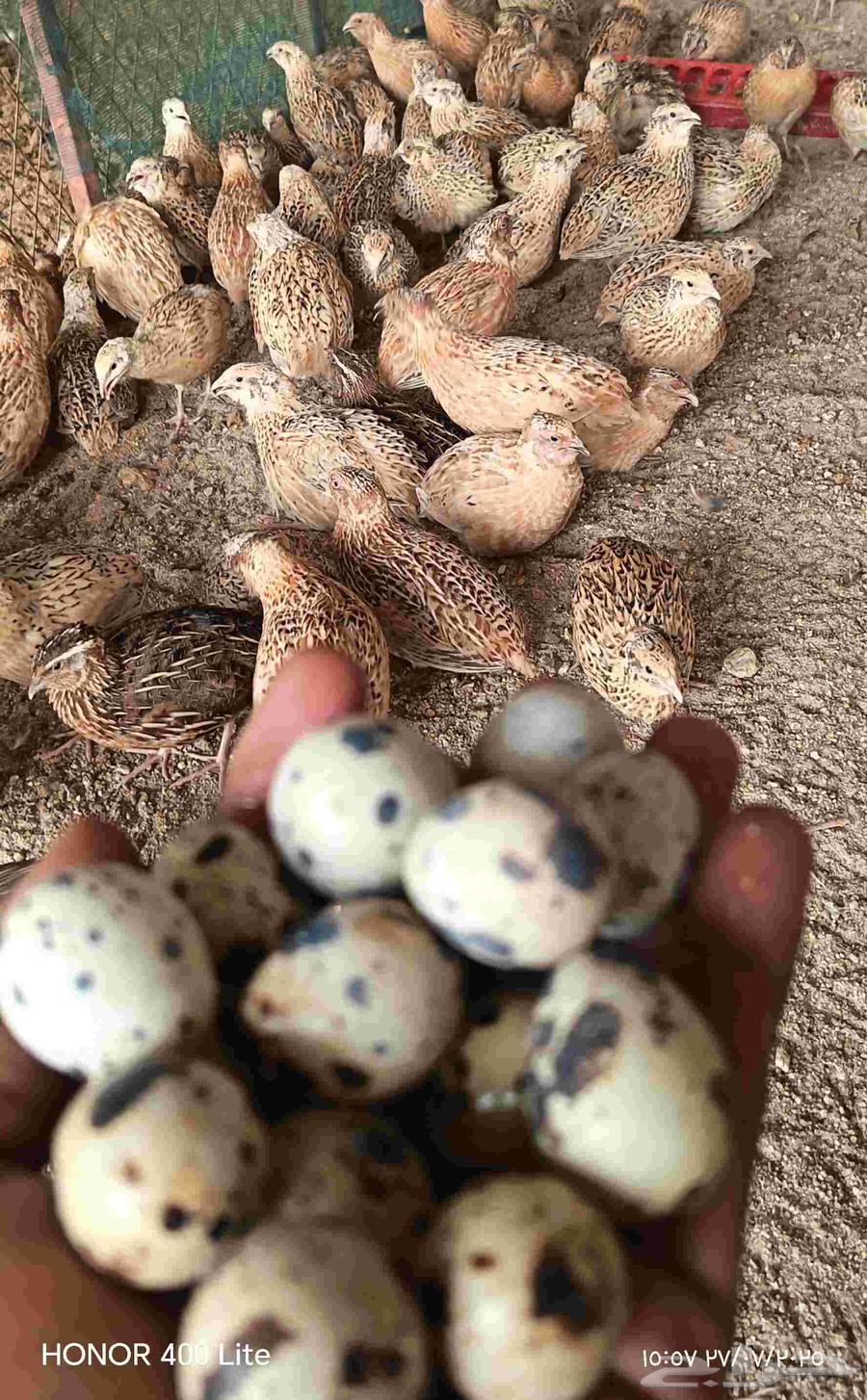 بيض طيور السمان63770309262849113