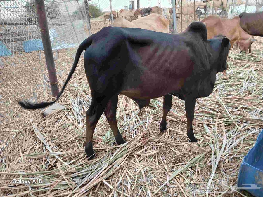 Excellent 7-month-old Hassil for sale, great extension and height, color is blessed by God63771090986369112