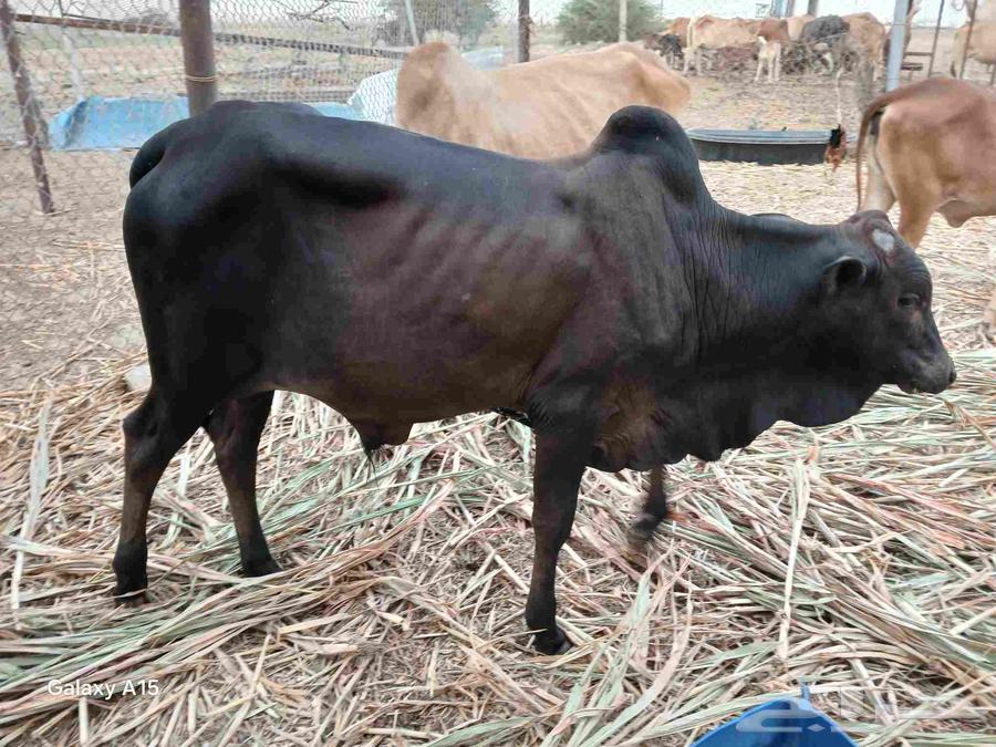 Excellent 7-month-old Hassil for sale, great extension and height, color is blessed by God63771090986369110