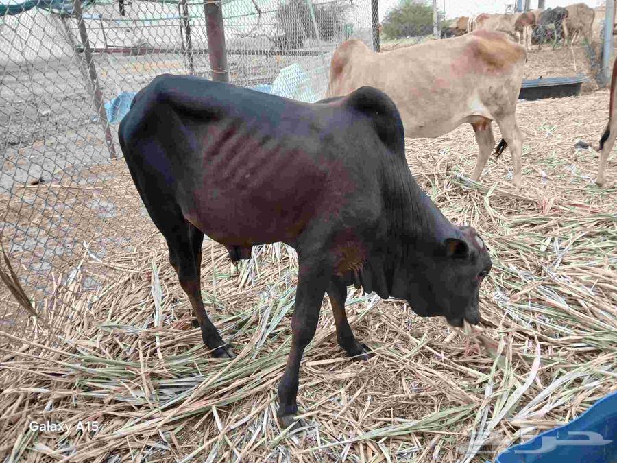 Excellent 7-month-old Hassil for sale, great extension and height, color is blessed by God63771090986369111