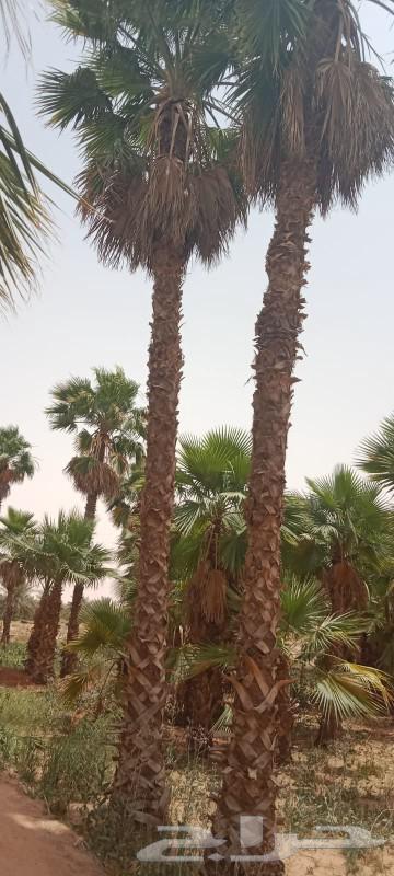 واشنطونيا زينه وأشجار الظلال وأشجار بريه شامل التوصيل63772112455425114