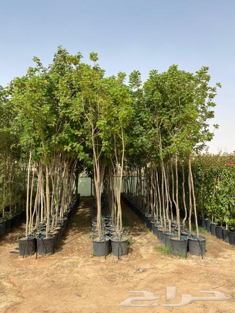 واشنطونيا زينه وأشجار الظلال وأشجار بريه شامل التوصيل63772112455425112
