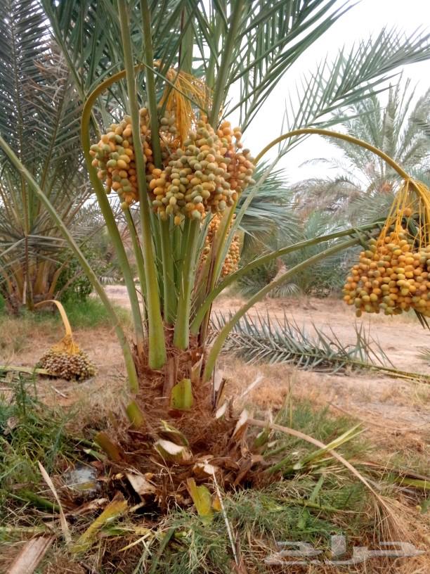 Date palms for sale, fruitful palm trees, Nakhl, Juthayth, Khalas, Sagaa'i, Sukkari, Shishi, Gharsalj63761804775298112