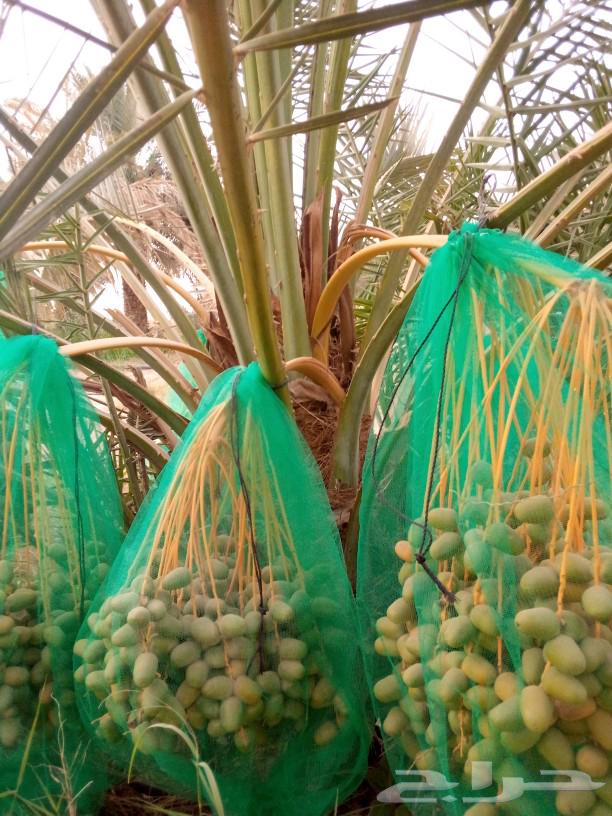 Date palms for sale, fruitful palm trees, Nakhl, Juthayth, Khalas, Sagaa'i, Sukkari, Shishi, Gharsalj63761804775298114