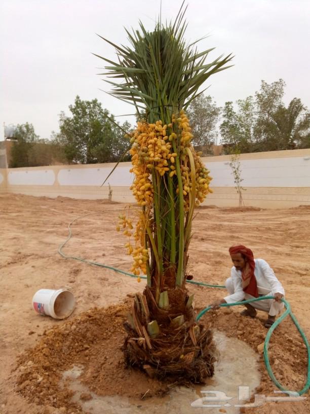 Date palms for sale, fruitful palm trees, Nakhl, Juthayth, Khalas, Sagaa'i, Sukkari, Shishi, Gharsalj63761804775298111
