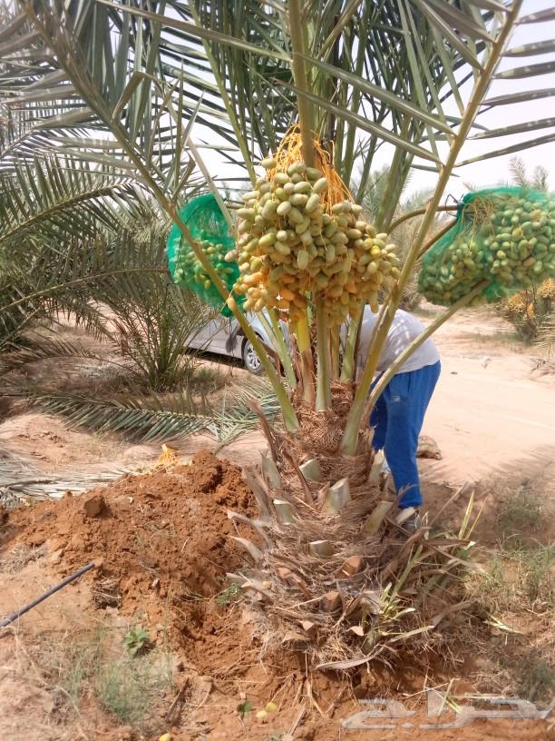 Date palms for sale, fruitful palm trees, Nakhl, Juthayth, Khalas, Sagaa'i, Sukkari, Shishi, Gharsalj63761804775298113