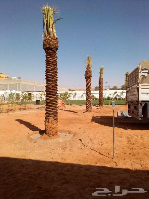 Date palms for sale, fruitful palm trees, Nakhl, Juthayth, Khalas, Sagaa'i, Sukkari, Shishi, Gharsalj63761804775298110