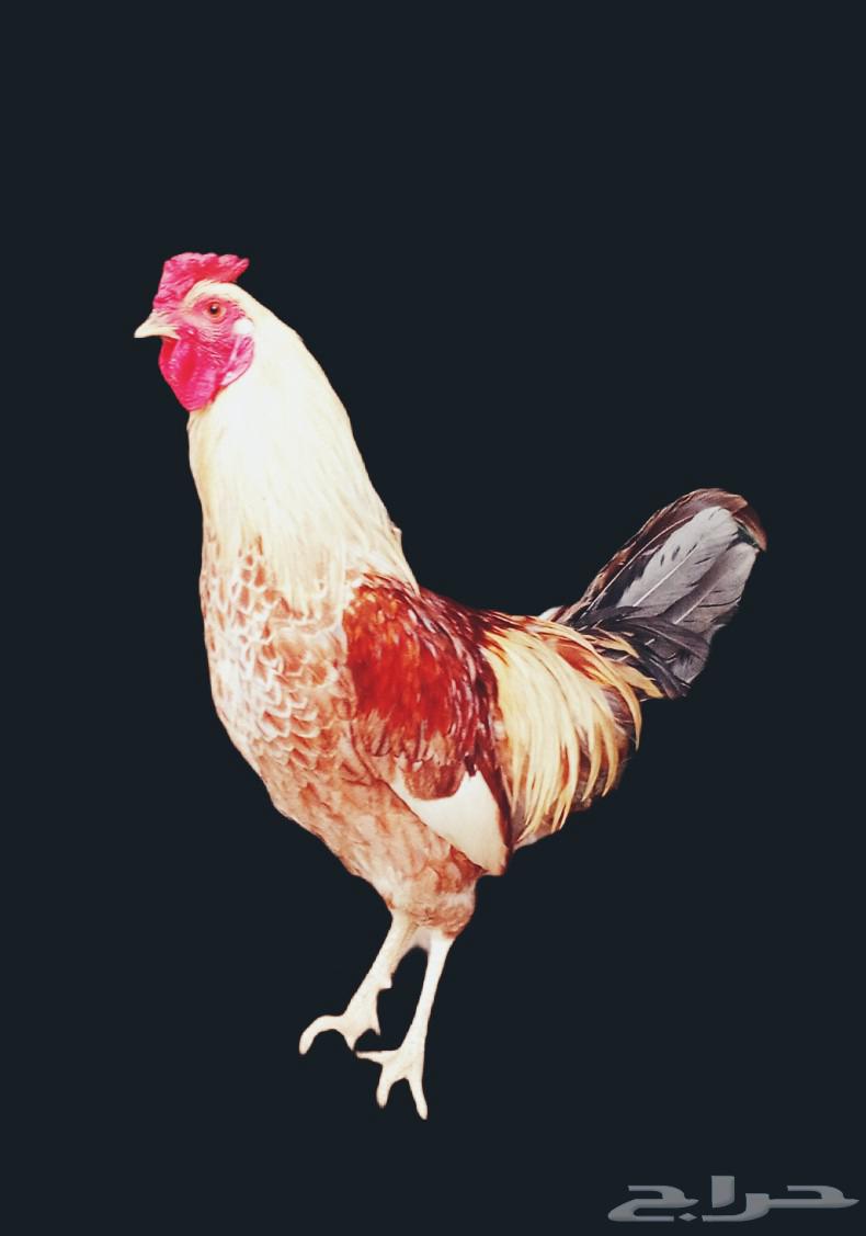 ديك للبيع63764267867009110