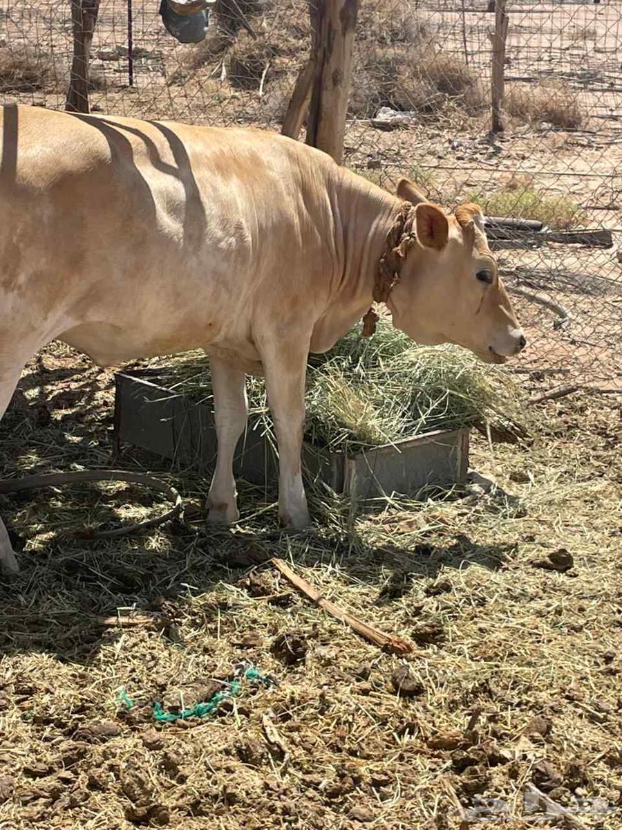 عجله للبيع سويسريه براون العمر عشره اشهر63699912800259110