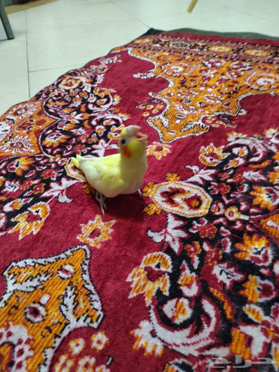فرخ طير كروان كوكتيل لاتينو63703068810113113