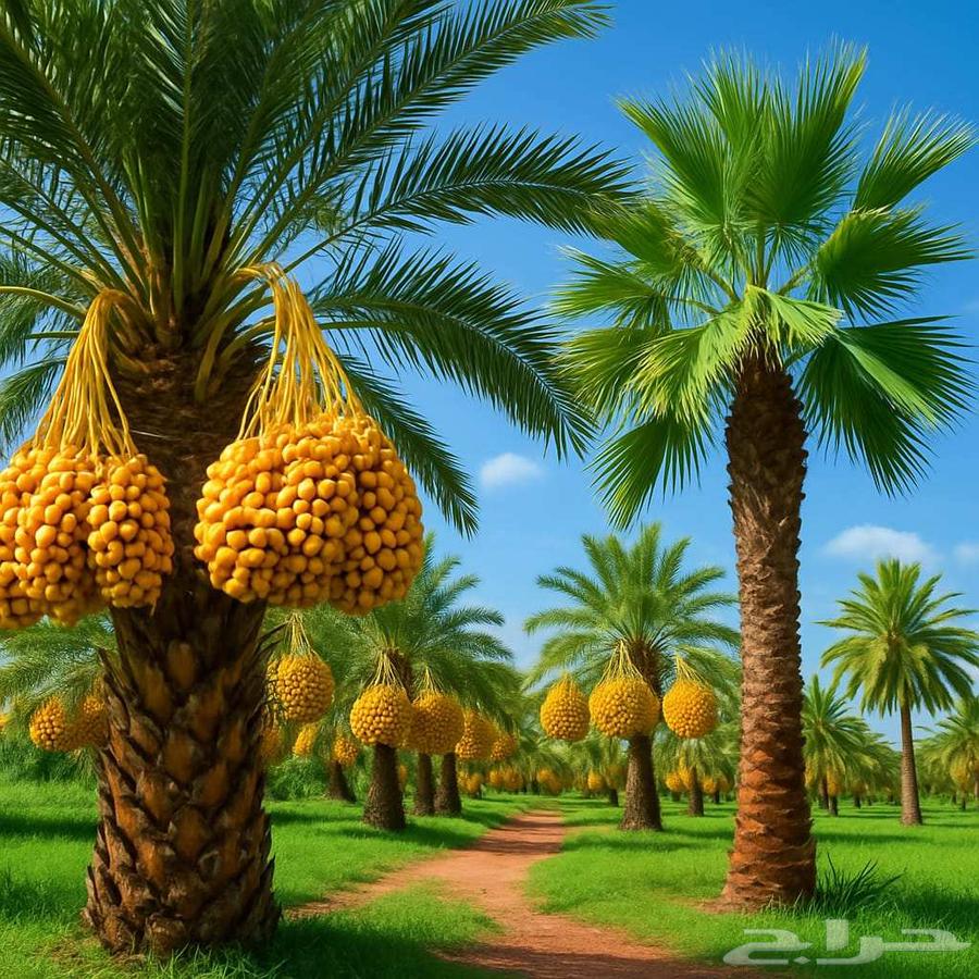 نخل للبيع جده مكه نخل للبيع بجميع انواعه وجميع المقاسات63786628714114111