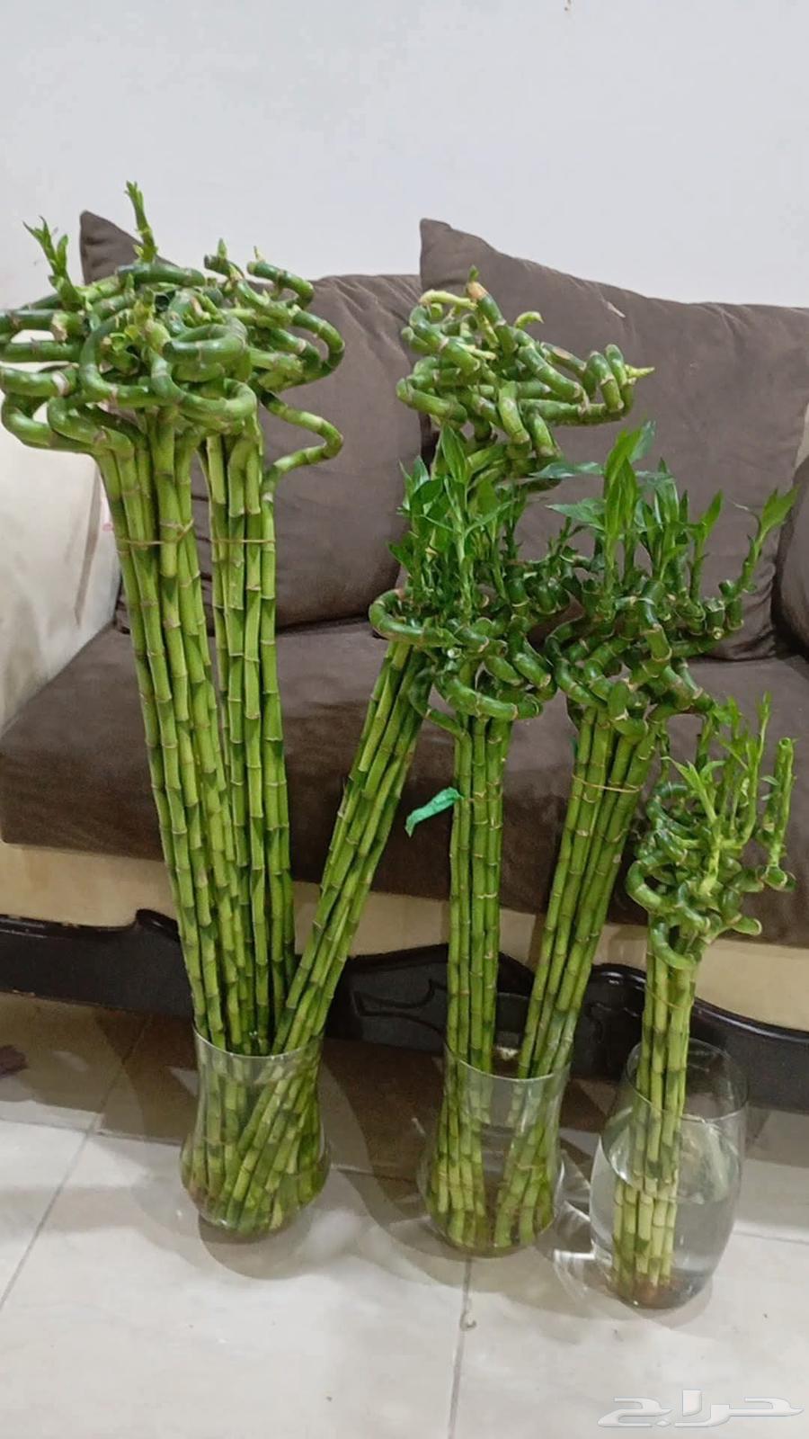 جميع مقاسات ساق البامبوا باقي كميه قليله عليها عروض63784466547073111