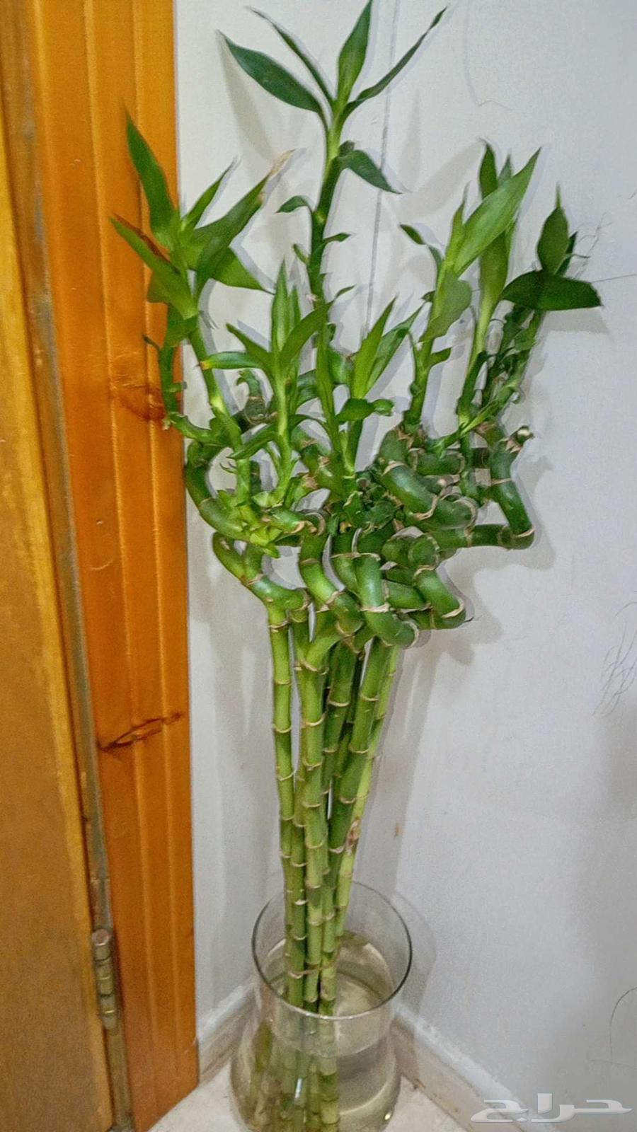 جميع مقاسات ساق البامبوا باقي كميه قليله عليها عروض63784466547073110