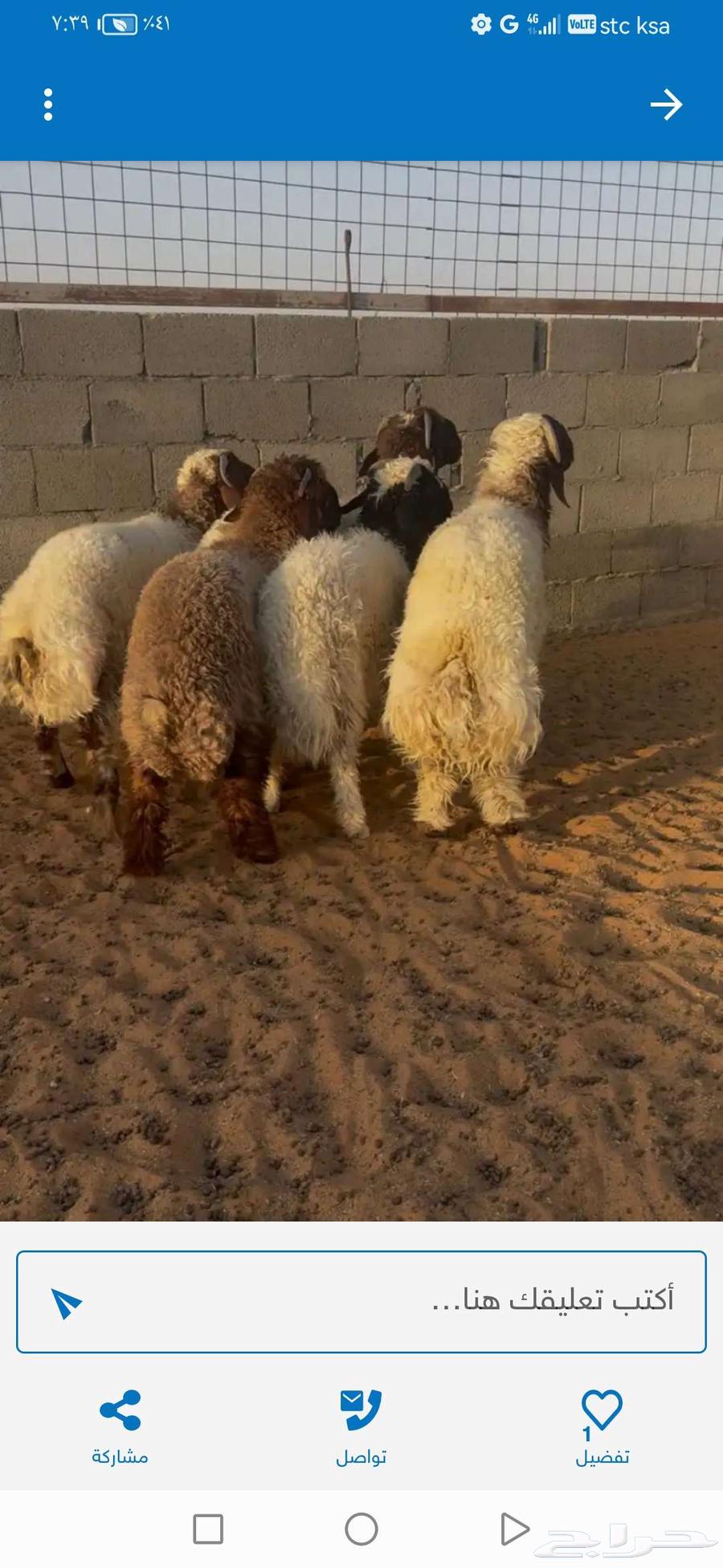 للبيع طليان نعيم بلدي63784348641153111