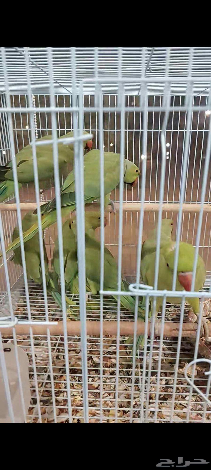 بغبغاء درة هندي63784698914562111
