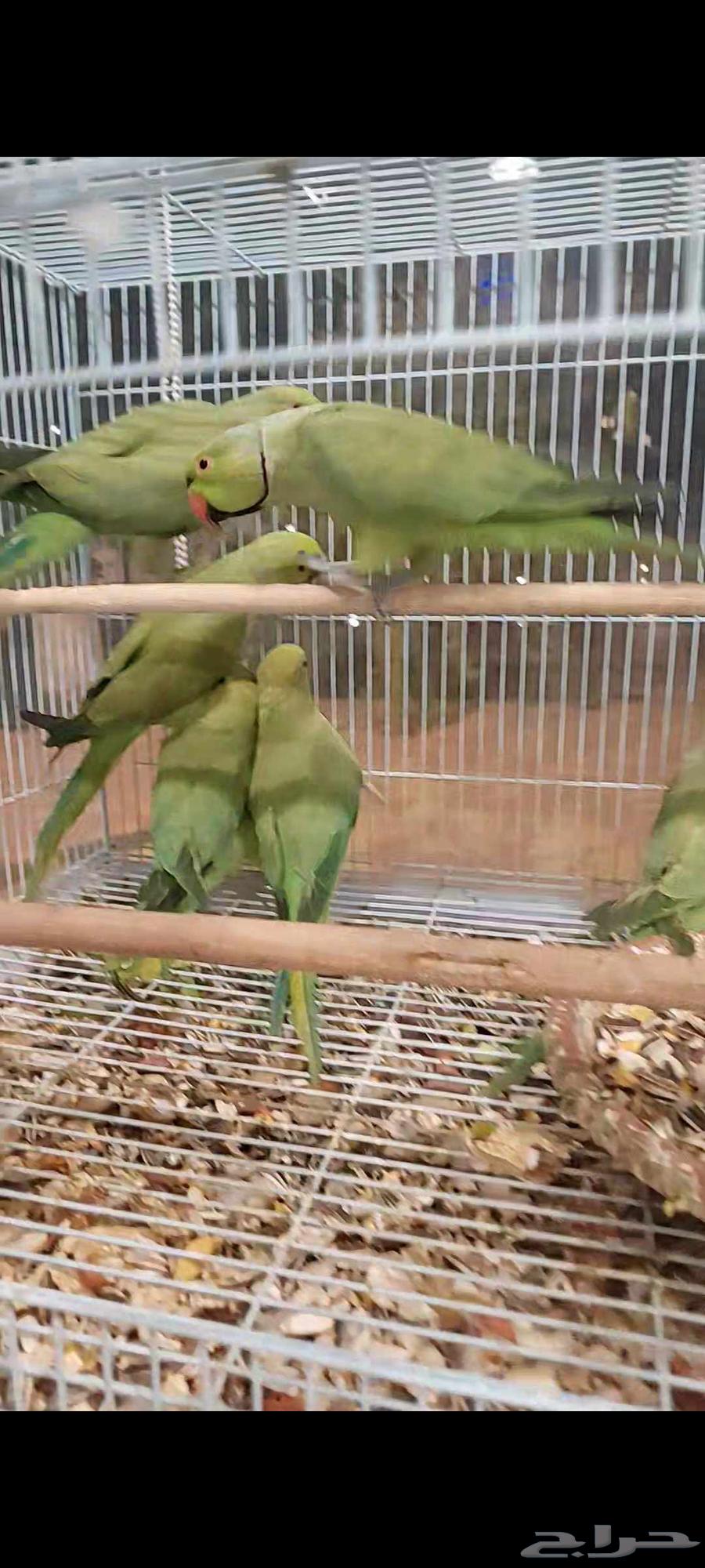 بغبغاء درة هندي63784698914562110