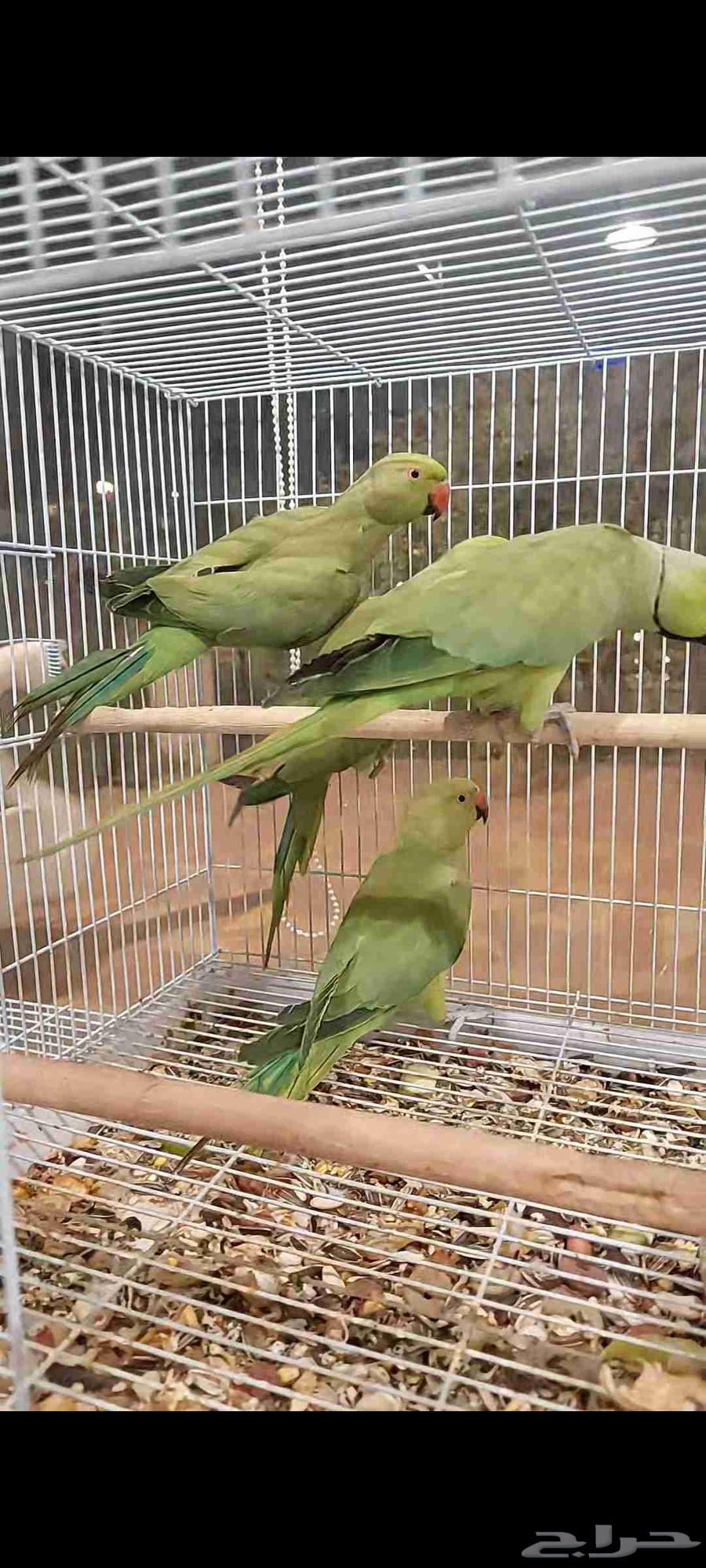 بغبغاء درة هندي63784698914562112