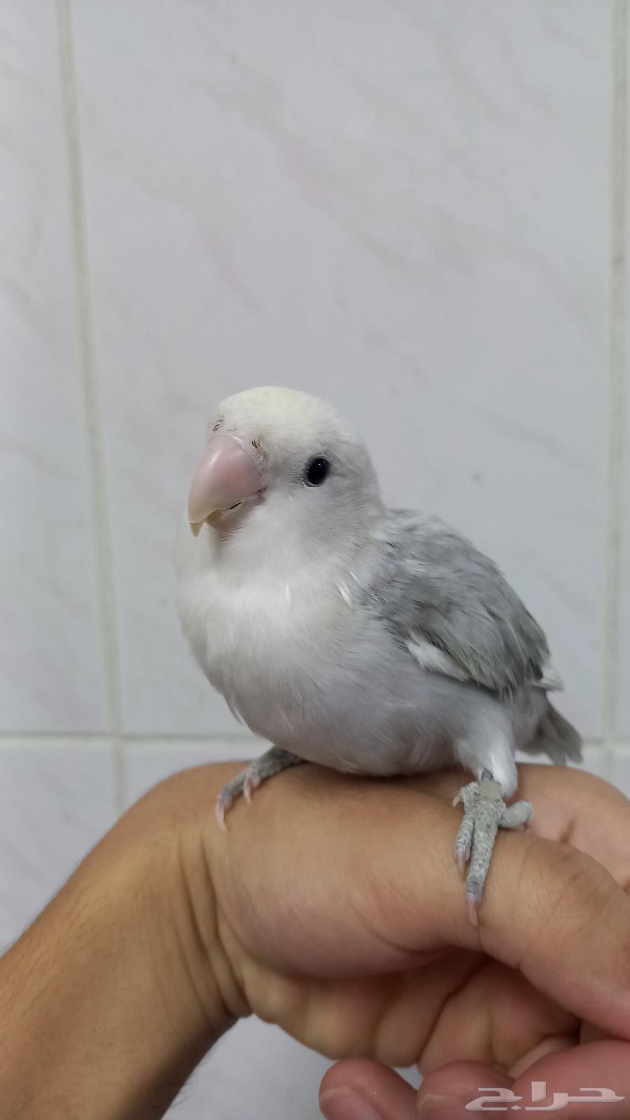 السلام عليكم للبيع روز (الموقع الجفر)63782704305539110