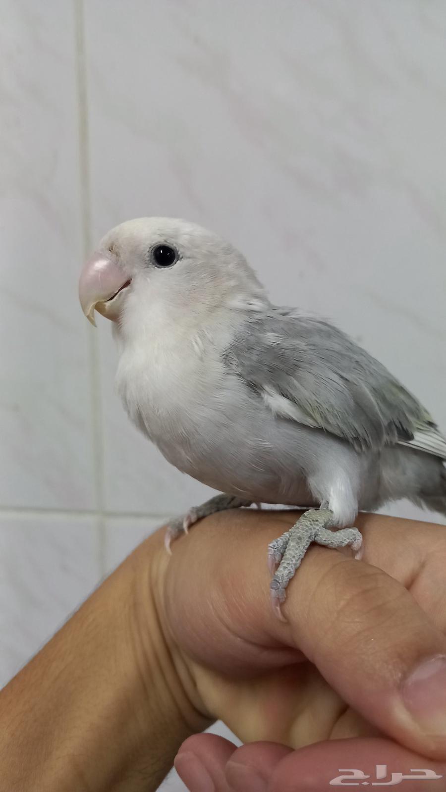 السلام عليكم للبيع روز (الموقع الجفر)63782704305539112