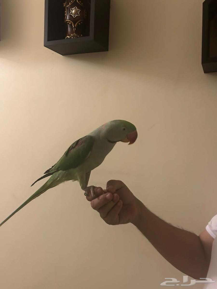 دره نيبالي63776406545155113
