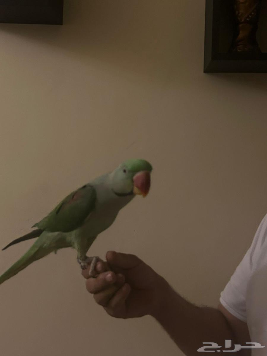 دره نيبالي63776406545155114