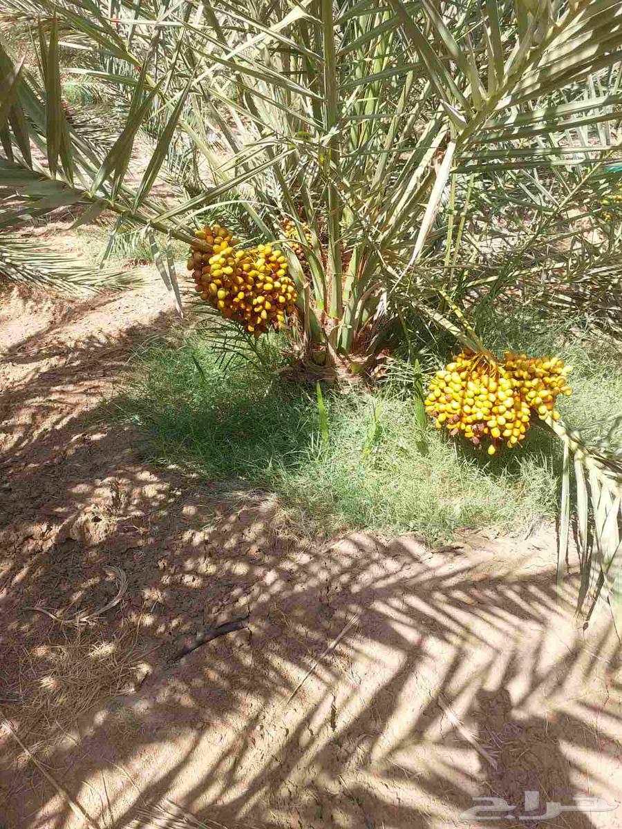 نخل للبيع جده مكه نخل للبيع بجميع انواعه وجميع المقاسات63786628714114112