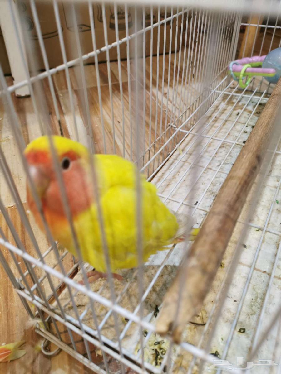 Two birds, one day63782294189825111