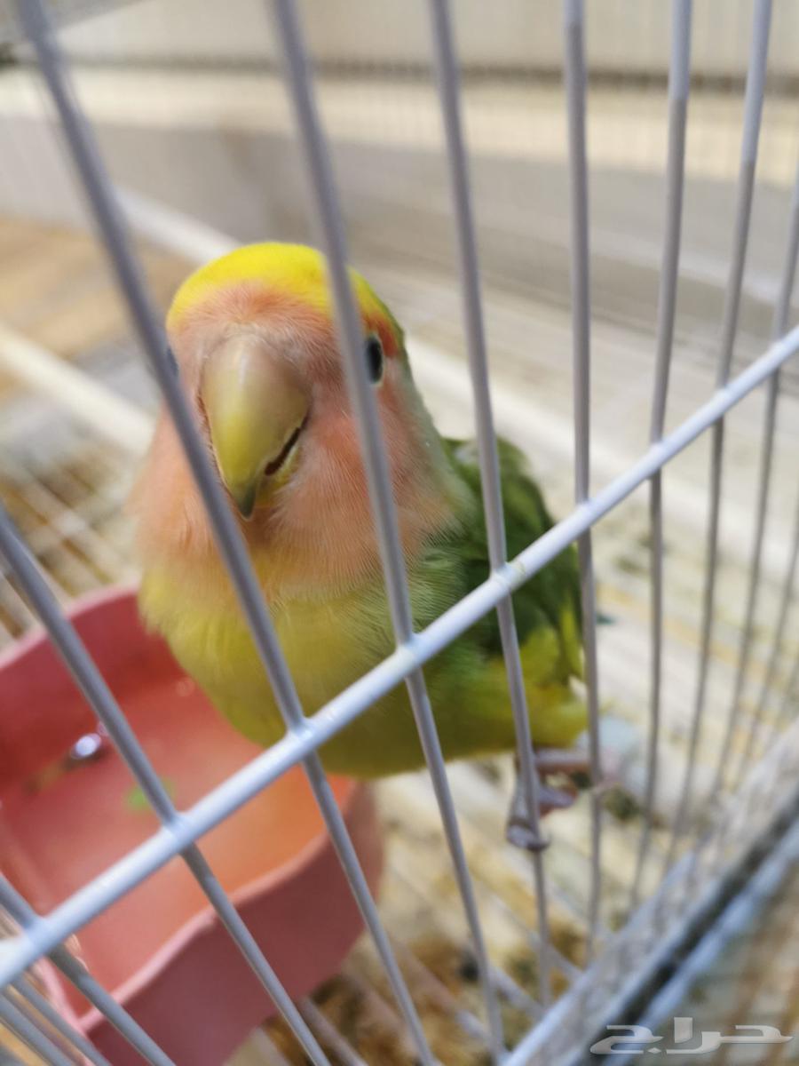 Two birds, one day63782294189825110