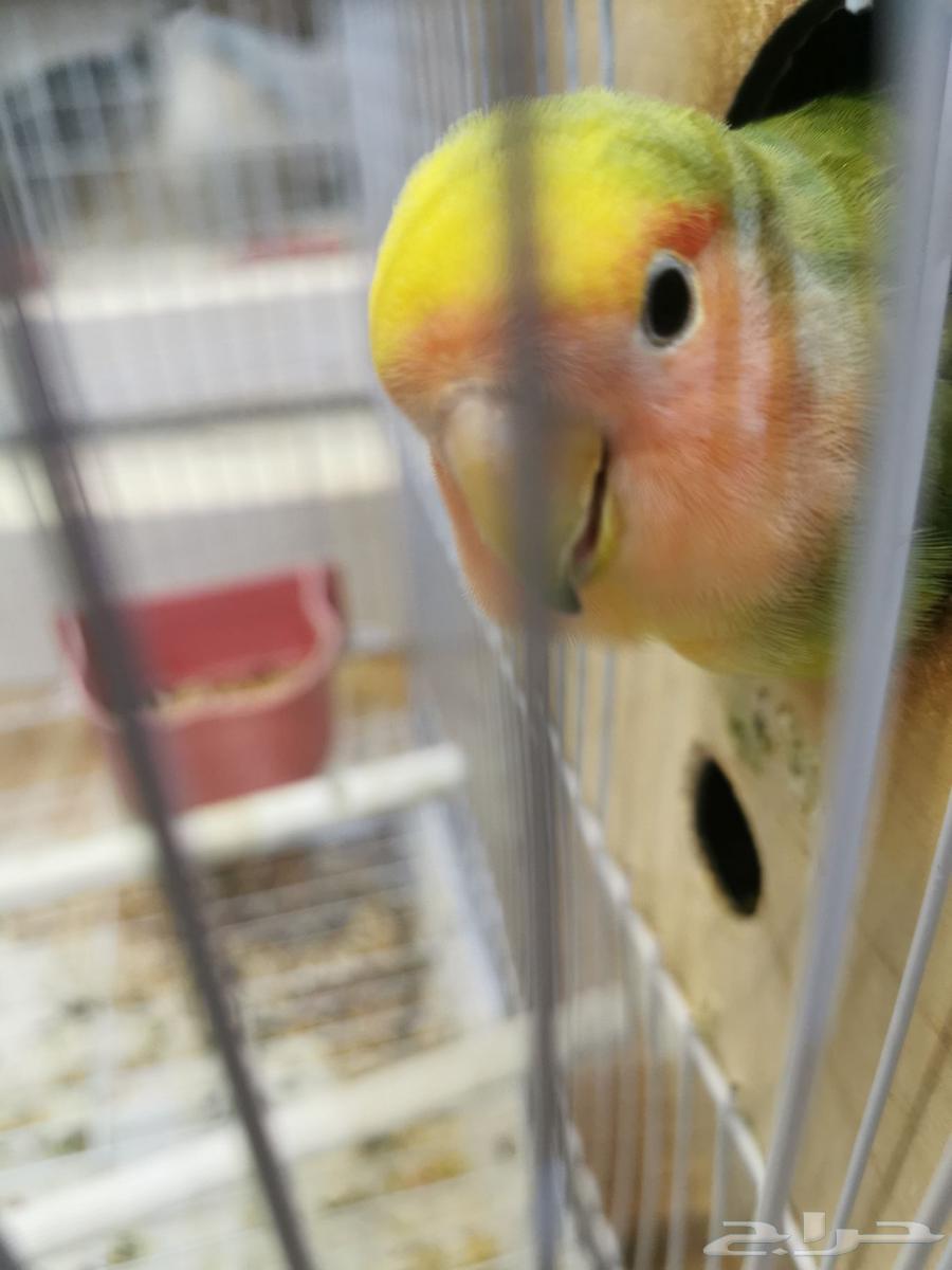 Two birds, one day63782294189825112