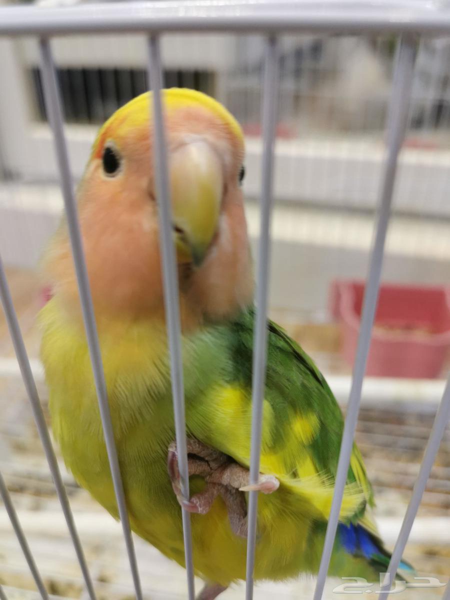 Two birds, one day63782294189825113