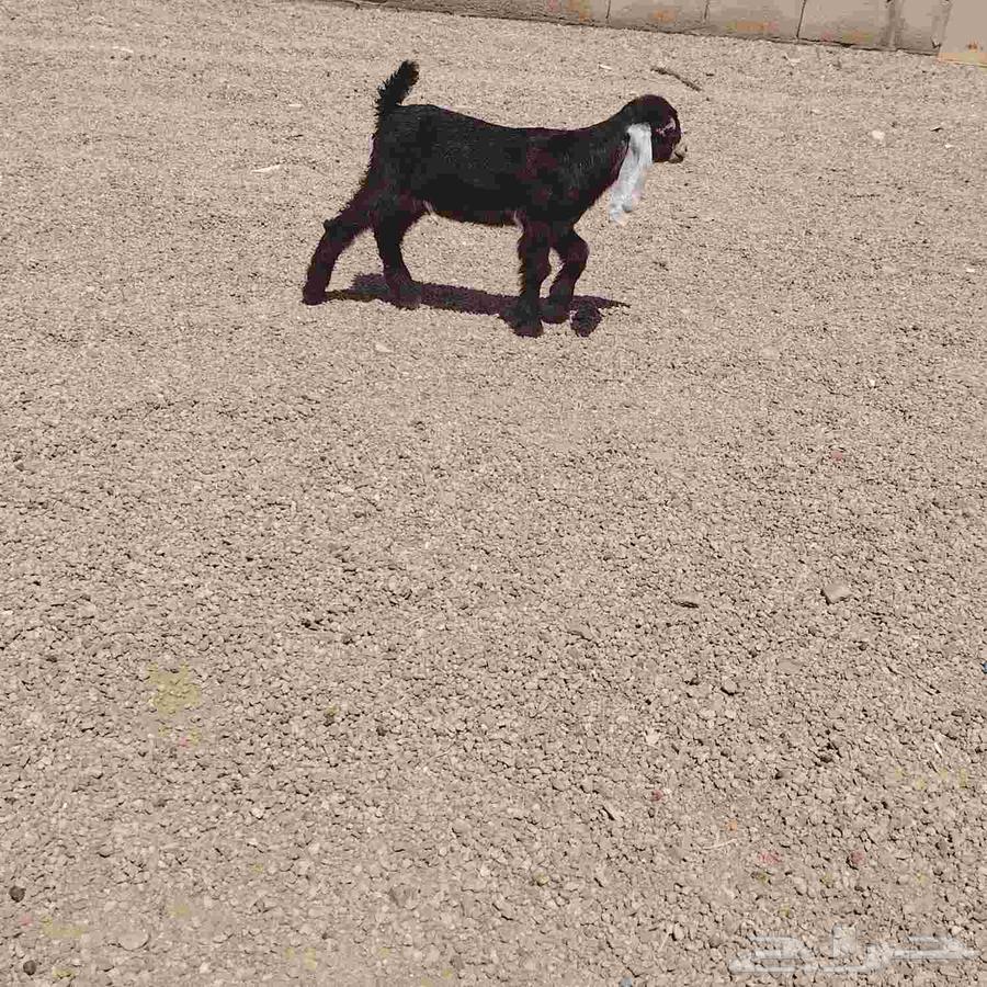 جفره داغور عمره اسبوعين سليمه من جميع العذاريب63778122592899110