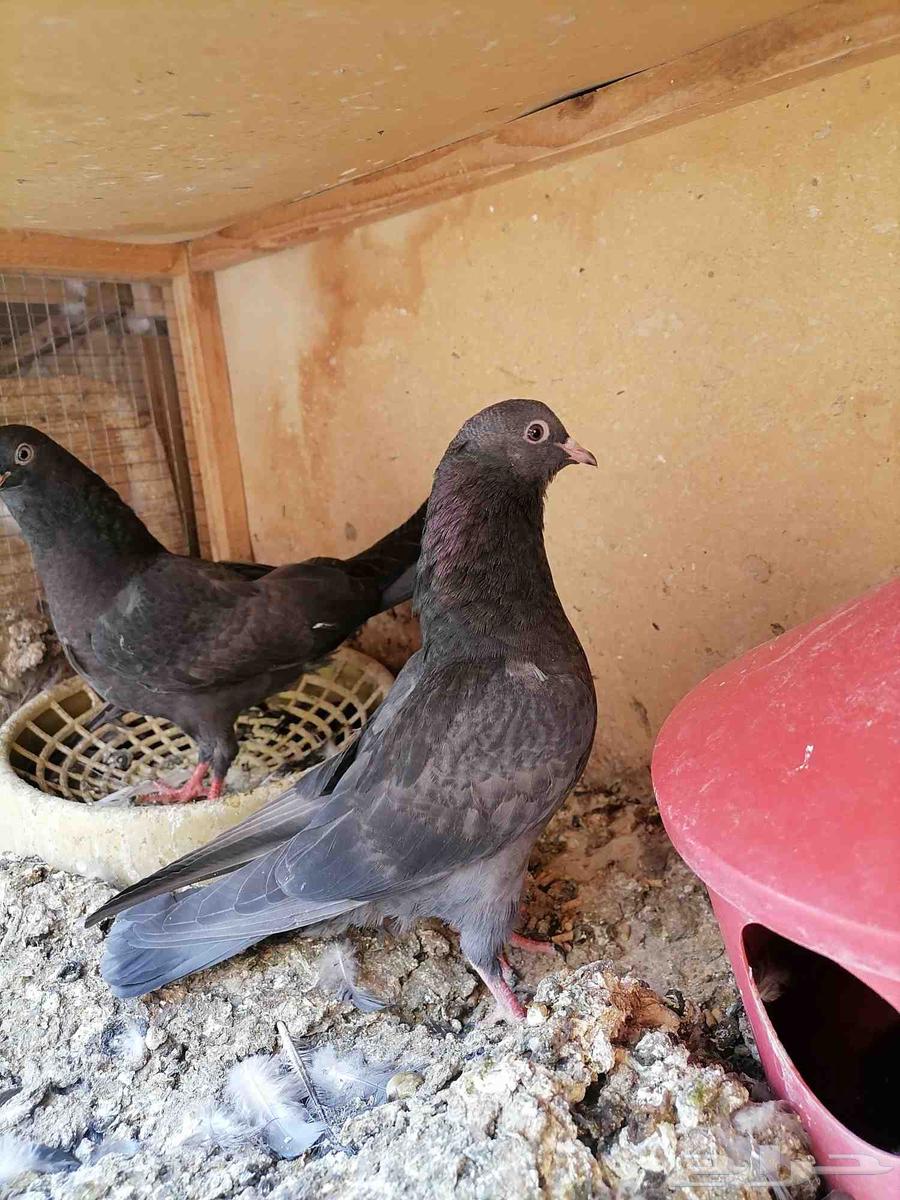 طبات قطايف للبيع (تم البيع)63777109519234110