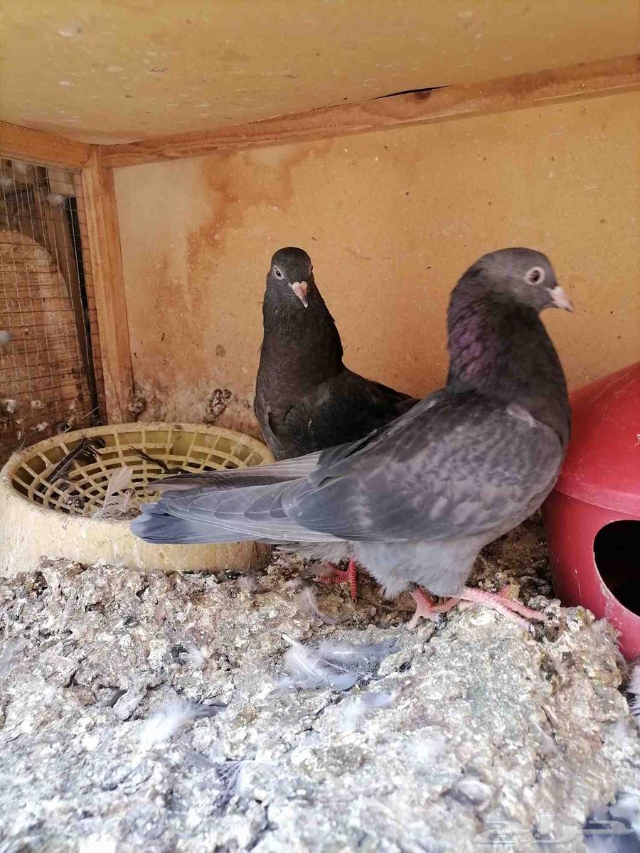 طبات قطايف للبيع (تم البيع)63777109519234111