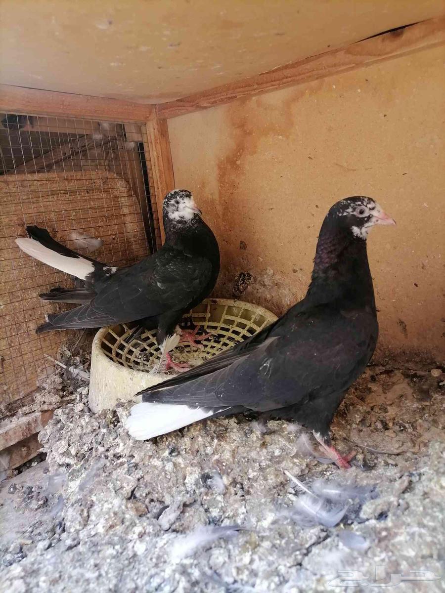طبات قطايف للبيع (تم البيع)63777109519234113