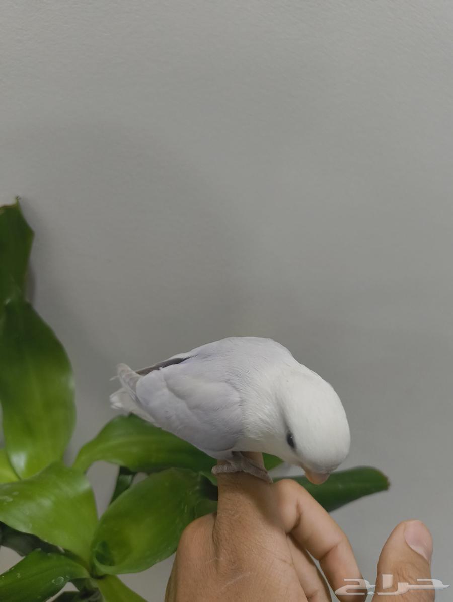 طير ببغاء روز بلو لايت63775000741761114