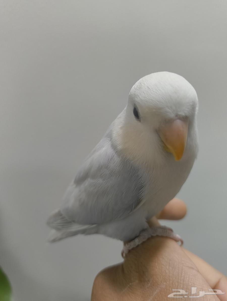 طير ببغاء روز بلو لايت63775000741761112