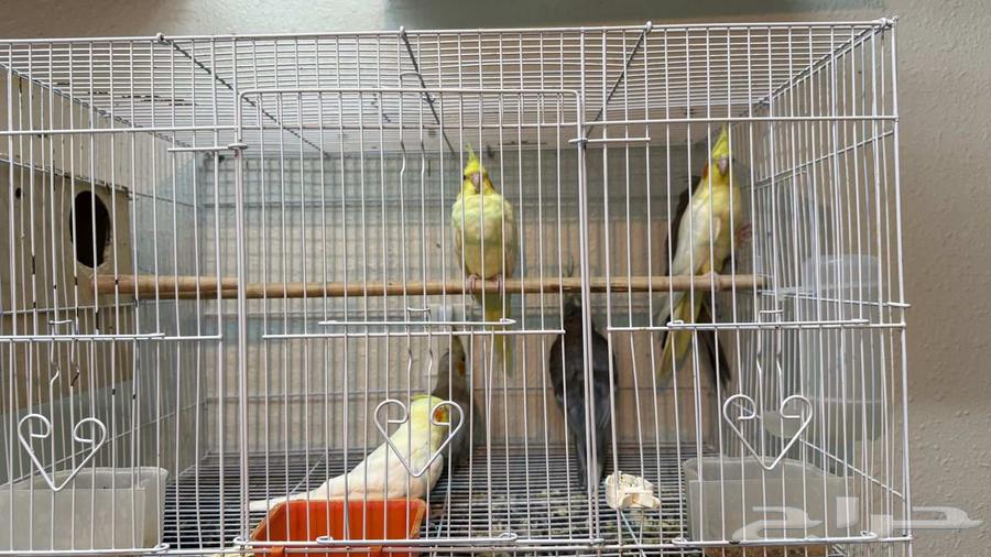 Yellow, gray, and rose cockatiel for sale63667692955521111