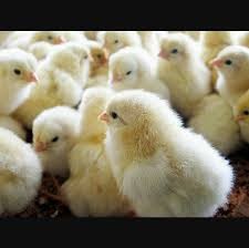 White meat chicks for sale, one-day-old, reservation first according to customer request63778865916547111