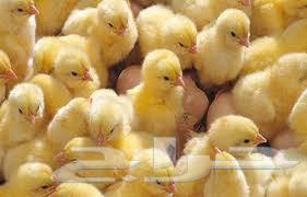 White meat chicks for sale, one-day-old, reservation first according to customer request63778865916547110